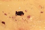 Six Fossil Springtails (Collembola) and Bark Fragment in Baltic Amber #294375-1